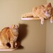 Mountain Cat Climbers, Solid Wood Shelves for Cats - Set of Four