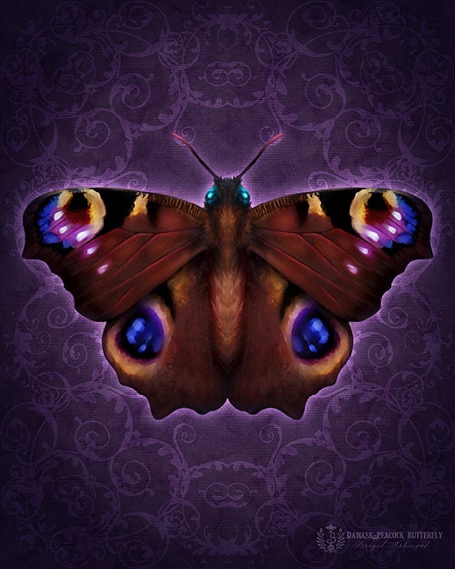 Damask Peacock Butterfly - Art Print - Brigid Ashwood