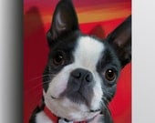 Boston Terrier - 5x7 Giclee print on canvas