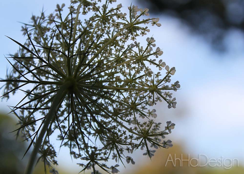 Queen Ann's Lace - 5 x 7 photograph