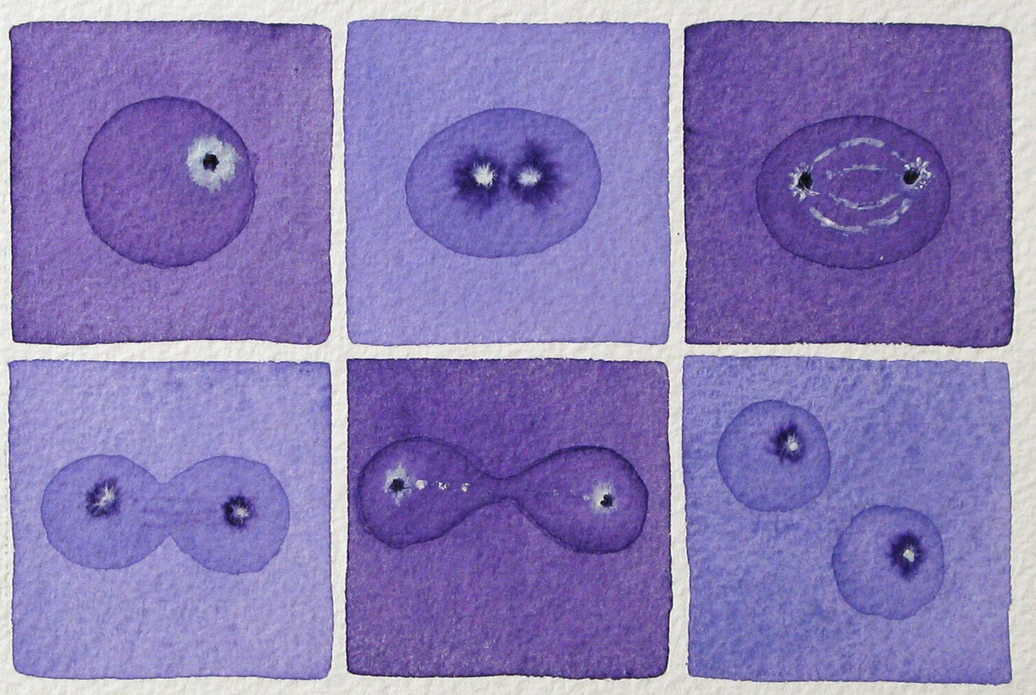 Mini Purple Mitosis  - original watercolor - cell cycle