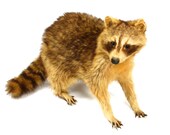 Raccoon Taxidermy
