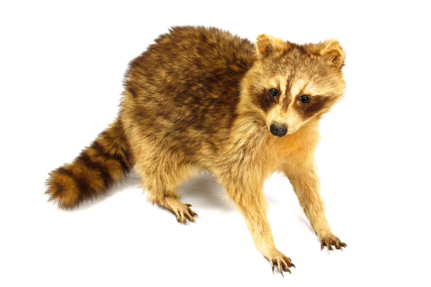 Raccoon Taxidermy