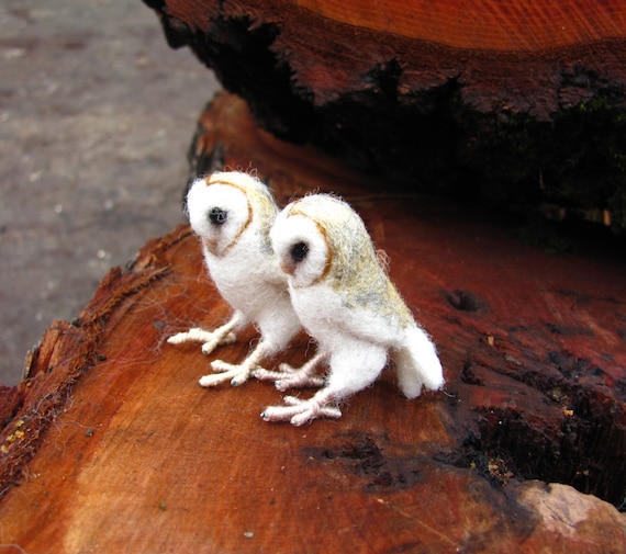 Barn owl