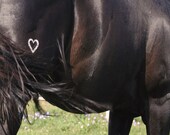 Black Stallion with Heart Shaped Brand