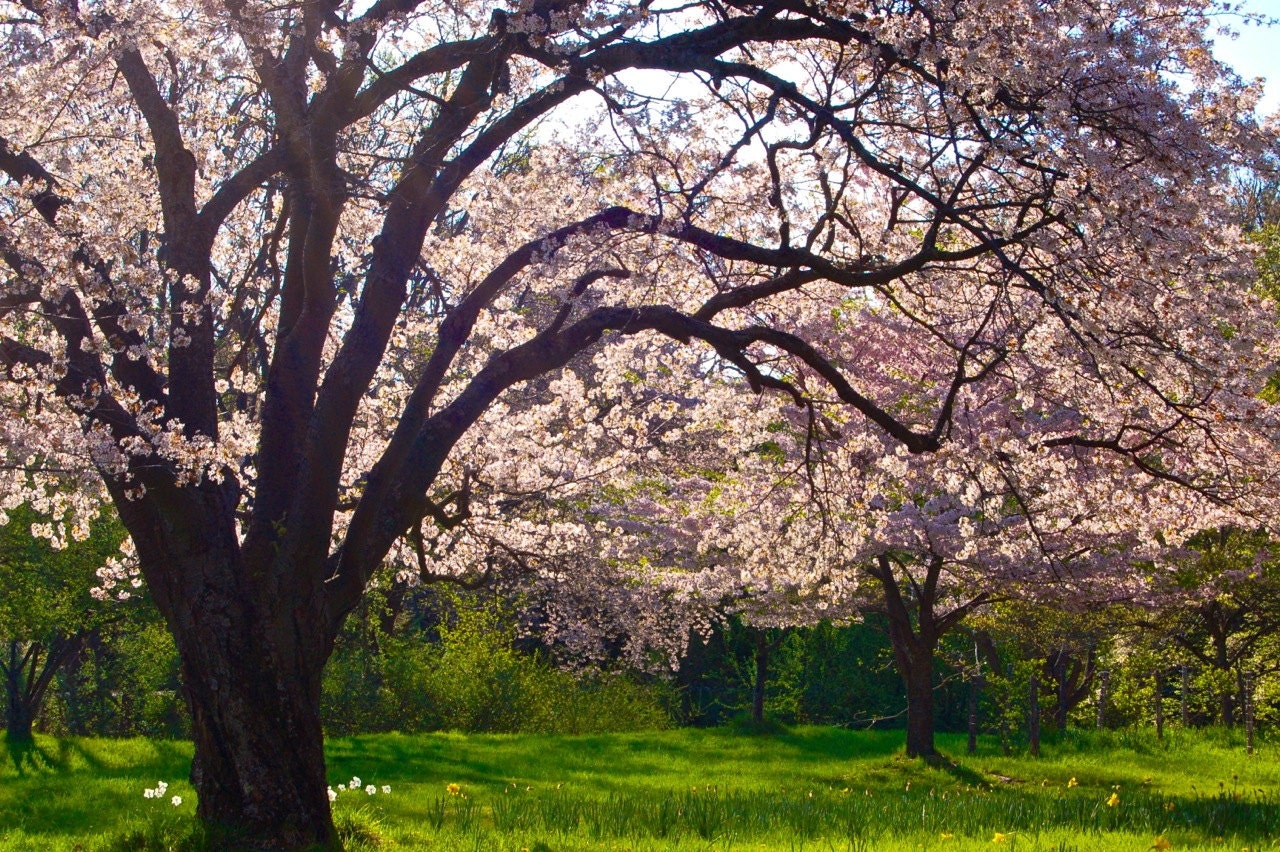Spring Tree - Fine Art Print