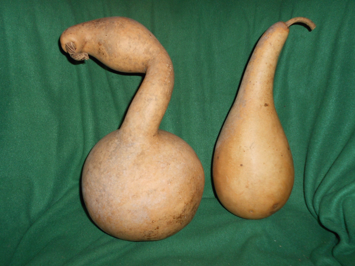 Dried swan and dipper gourd.