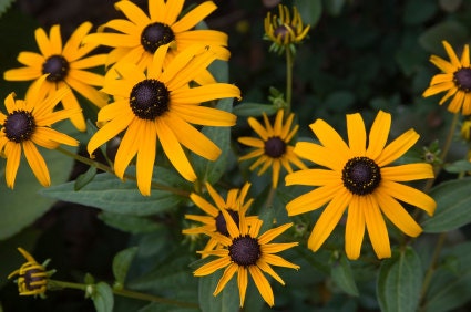 Black Eyed Susan Seeds
