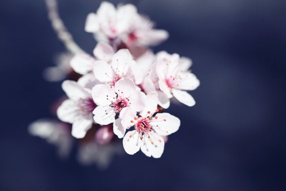 Flower photograph Garden Photograph  Nature photography pink  blooming tree Spring wall art  4x6 Fine Art Photography Print