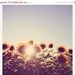 SALE 30% OFF Flower Photo: Sunflowers "Sunny Flowers" 8x8 Fine Art Photography Fall Decor Vintage Inspired botanical art prints Yellow Flo