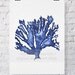 Sea Coral in Denim Watercolor Print 8x10 - Blue Coral Print - Blue Seaweed Print - Marine Life Print