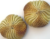 Porcelain urchin salt shaker set in gold & honey colored glazes