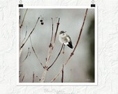 Nature photography, winter scene, hummingbird, wall decor, animal photography, fine art photography