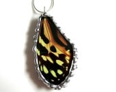 Real Butterfly Wing Jewelry, Heliconius hecale shanki