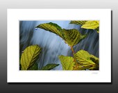 Water Drops Art Print, Nature photography, Green leaves, Signed Matted Print, Ready for framing
