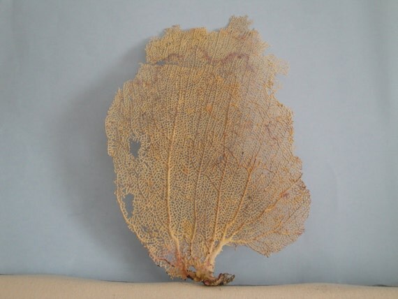 8.5"x 12.9" Pink Sea Fan Fish Tank Seashells Reef Coral