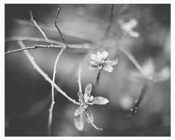 Black and white nature photography - 8x10 inch wall decor - branches, leaves, spring, dreamy nature