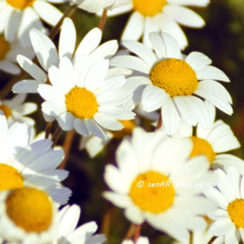 White Daisies-02 8"x8" Fine Art Wall Decor Photograph For Modern Cafe Bar Pub Hotel Restaurant Nursey Home Office