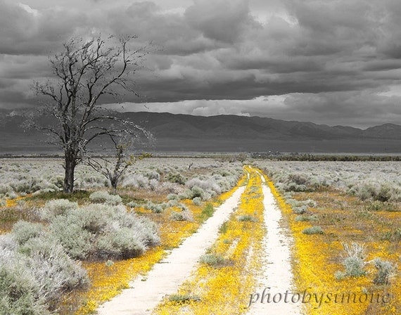 Yellow Road yellow flowers gray grey sky fine art photography