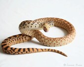 Snake Photography - Snake Photograph Reptile Python - Hypobull Snake - 8x10 Fine Art Photo Print