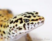 Lizard Photography -Leopard Gecko - Reptile Photograph - 8x10 Fine Art Photo Print