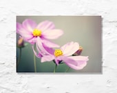 flower photograph pink cosmos fine art photography wall decor garden nature photo floral