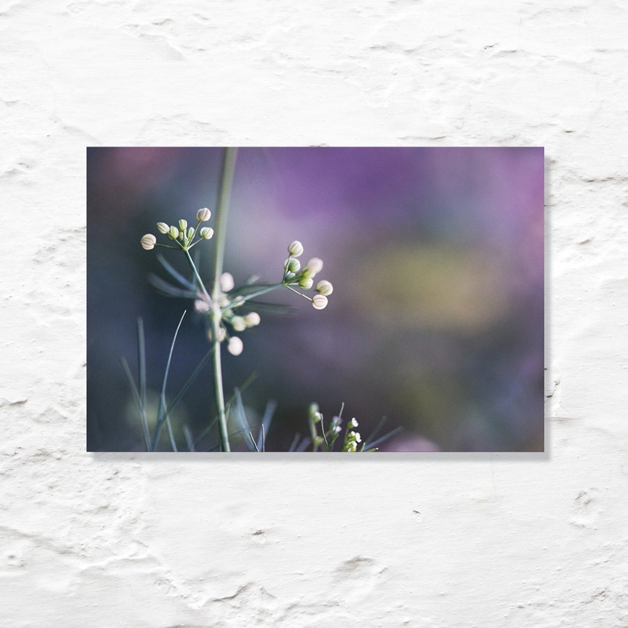 flower photograph purple green fine art photo nature spring rich lavender lilac