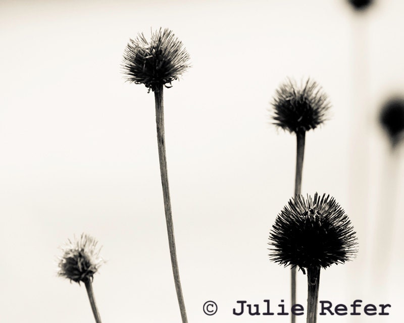 Nature Photography Dried Flower Minimal Nature Print, Winter Flower, Neutral Decor, 8x10