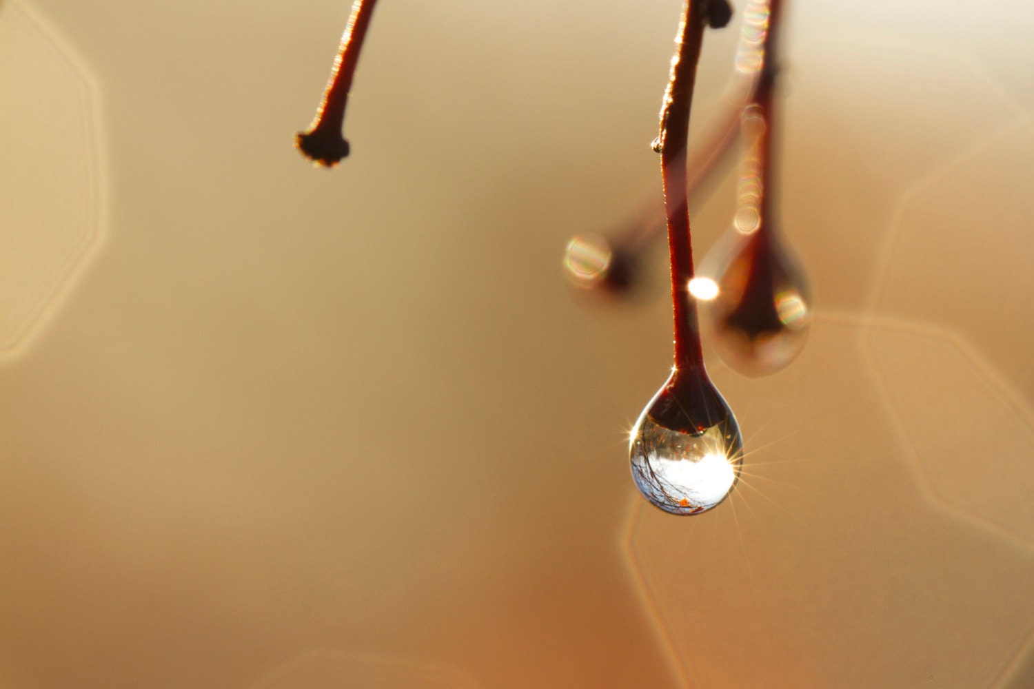 Nature Photography - Morning Dew - Spring - Water Drop - Beige - Droplet - Tree - Bud - Home Decor - Earth Tone - Zen - 6X9