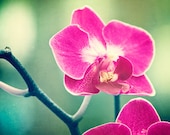 Orchid Photography - flower pink purple green violet teal nature floral print modern wall art colorful - 8x8 Photograph, "Orchid Blossom"