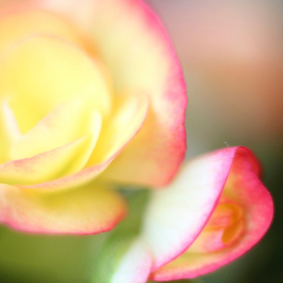 Pastel flowers Macro photography 12"x12" or 8"x8" or 5"x5" Garden photo Yellow peach pink