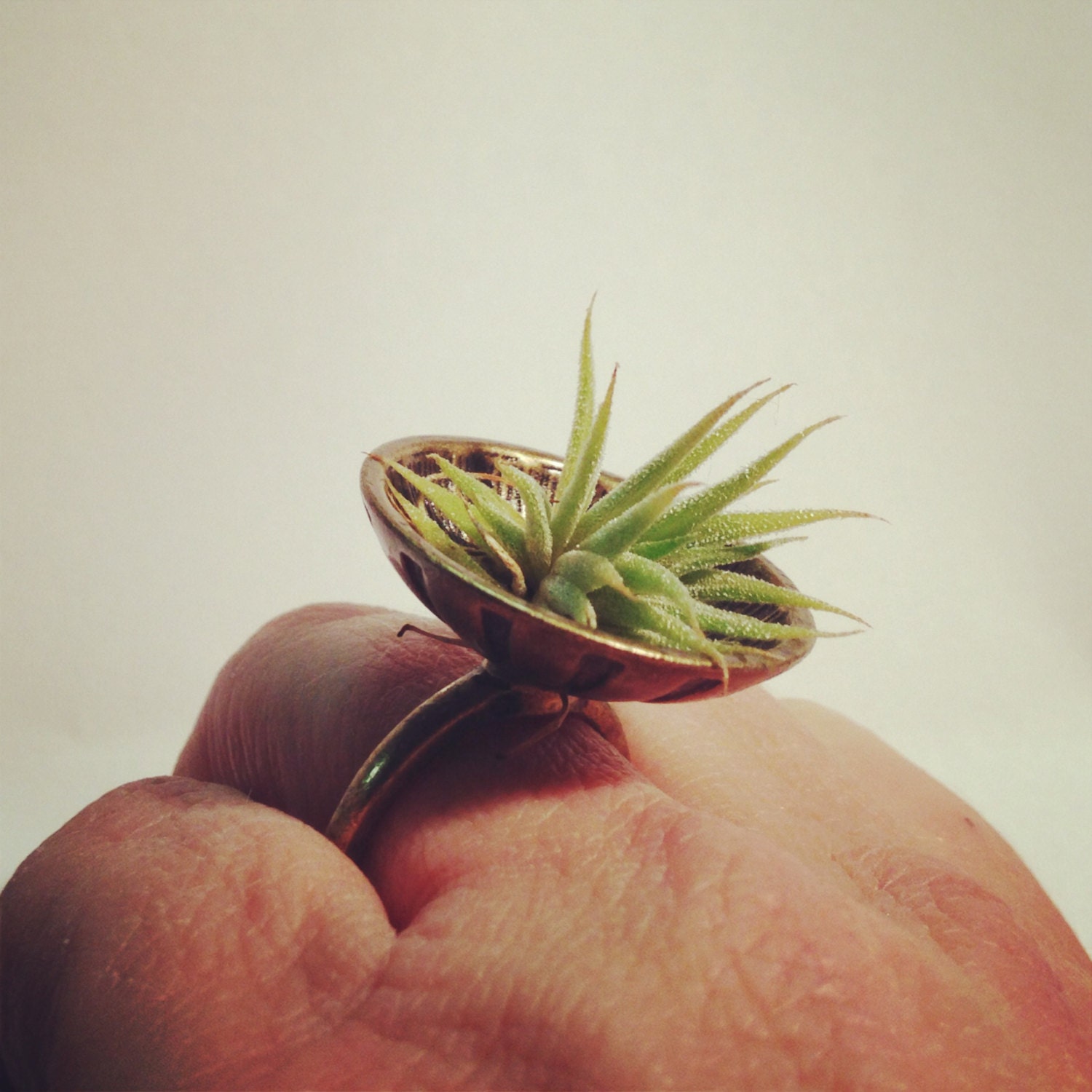 Living live organic natural succulent miniature plant ring jewelry bronze bowl cabuchon size 7