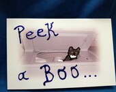 Peek a Boo-- Curious Kitty Greeting Card