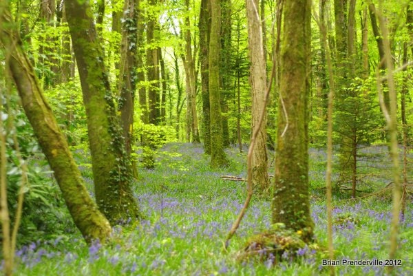 Nature Photograph - Irish Spring Bluebells in Woods, Ireland an artistic print in green and blue 12 x 8