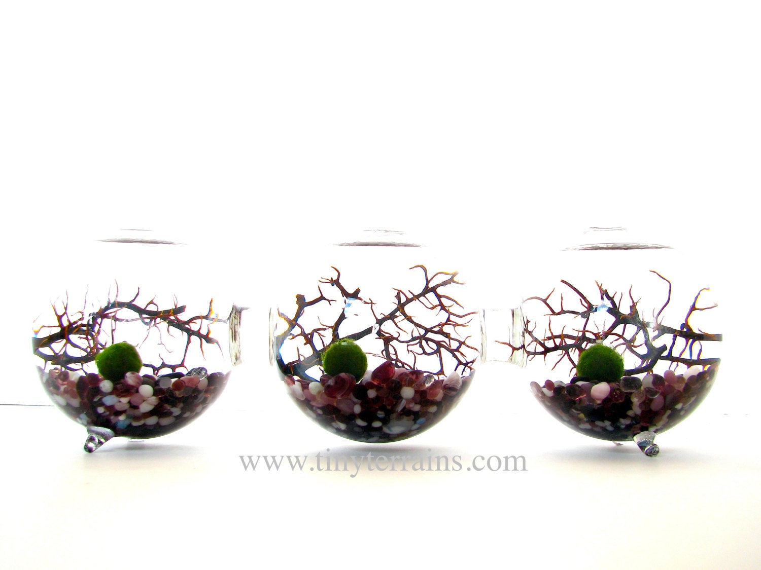 Marimo Moss Balls 3-Globe Aquarium / Terrarium: Choice of 11 Different Colors