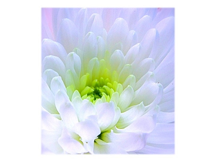 Flower Nature Botanical Macro Photography Mum White  Blue Lime Green Pink Lavender Lilac pastel dreamy, ethereal