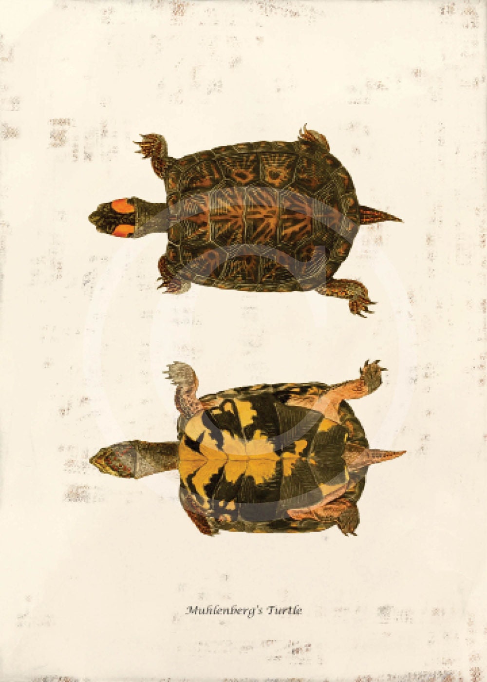 Antique Turtle Art Print - 8 x 10 - Muhlenberg's Turtle