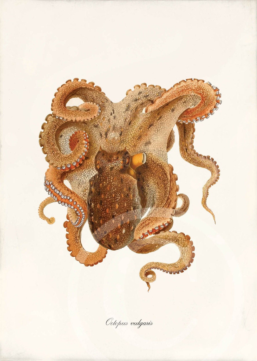Antique Octopus Art Print - 5 x 7 - Octopus Vulgaris - Wall Art - Home Decor