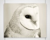 Barn Owl Photography / dreamy mysterious fantasy folk / black white woodland creature / 8x10 photograph print / "Pale Jewel"