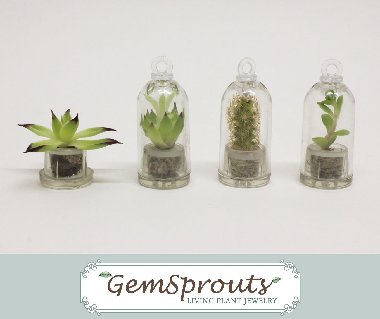 Reduced Price - Ready to Transplant / Propagate GemSprouts