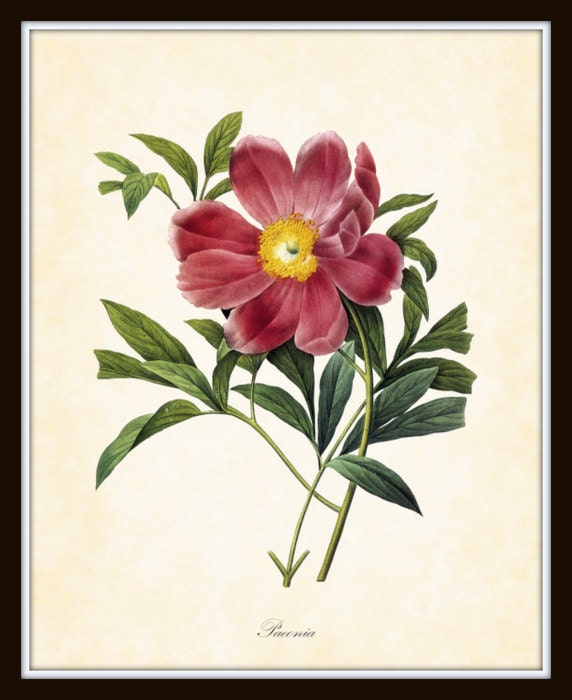Vintage Pink Peony Plate 1 Botanical Art Print 8 x 10 Digital Collage Home Decor Home and Garden Wall Decor