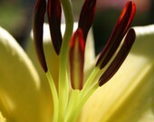 Nature Photography greeting cards Set, birthday, note, thank you - Yellow Sunshine Collection