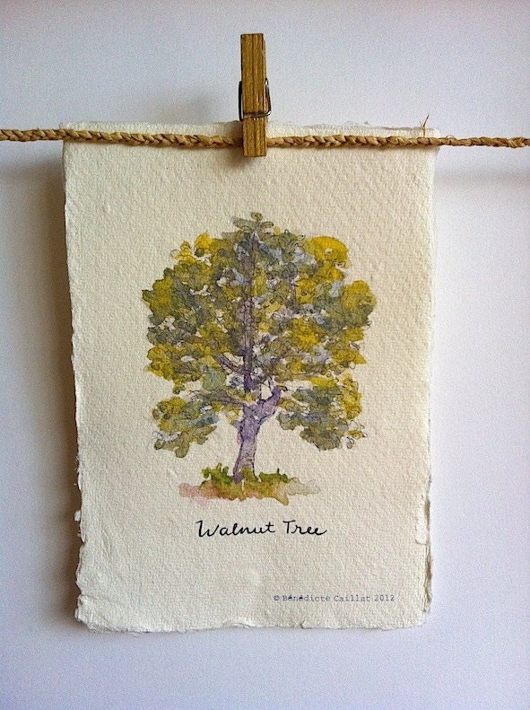 Walnut Tree Art Print on Handmade Paper from Original Illustration