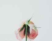 Portrait of a Rose I and II - 5x5 inch Photography Set