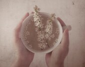 Infusion - A Cup of Tea and Flowers Photography Print 5x7