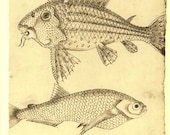 Fish Sketch Drawing,  Fauna of Para, Brazil, Frei Cristovao de Lisboa
