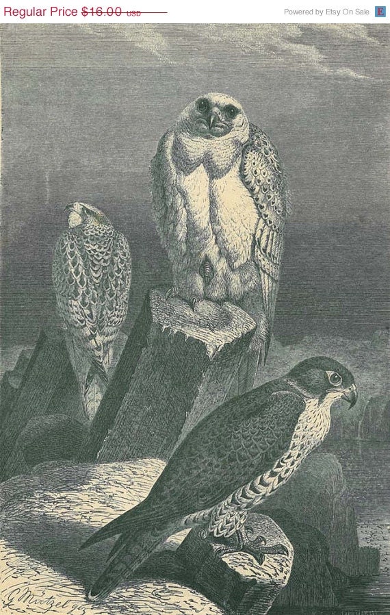 1883 Antique Falcon Print Gyrfalcon Illustration Engraving Brehm