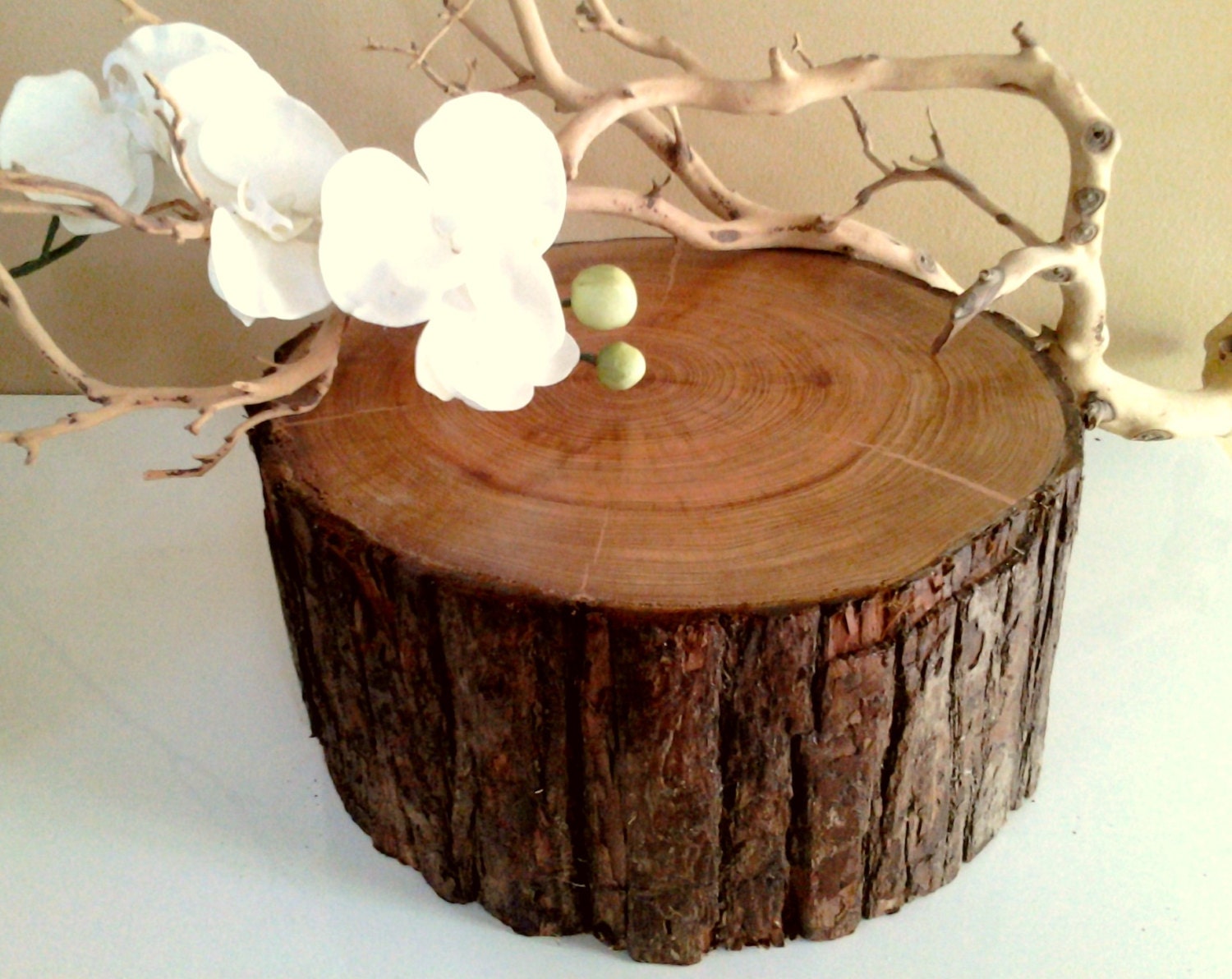 LARGE Cypress tree trunk slab - One of a kind - Rustic wedding - Home decor - Photo prop