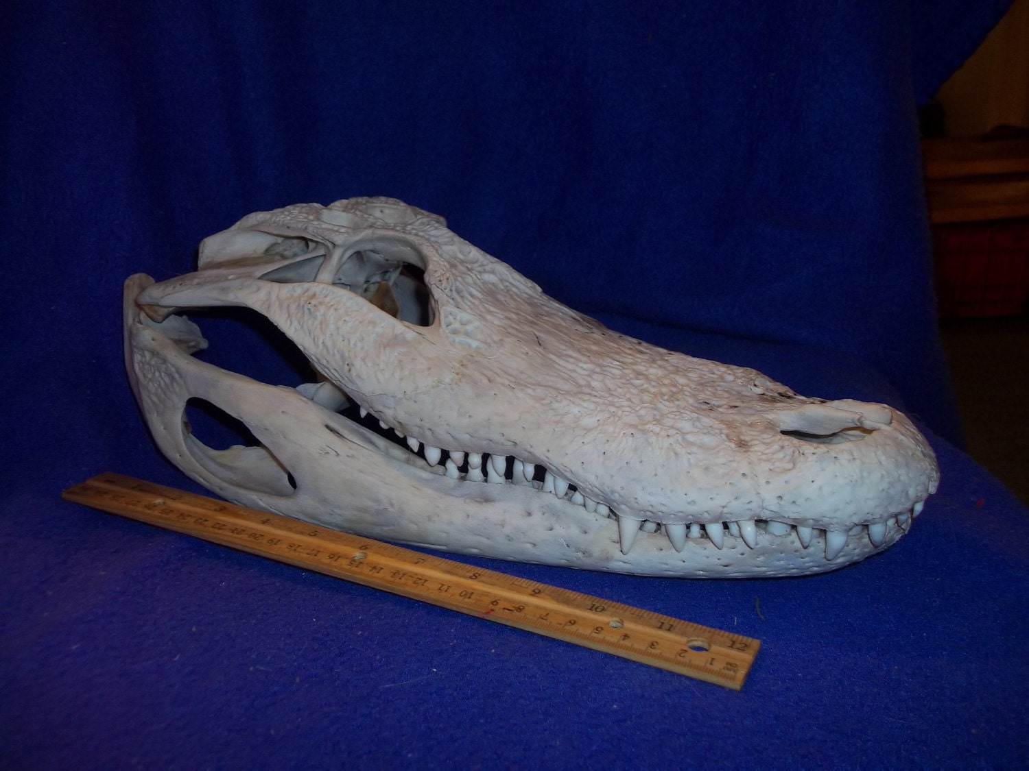 Alligator skull real animal bone part taxidermy man cave skeleton