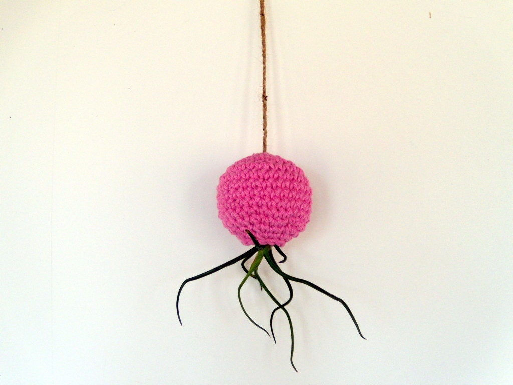 Hanging Planter for Air Plant The ORIGINAL Crazy Bulbosa Air Plant in Hanging Dusty Pink Pod